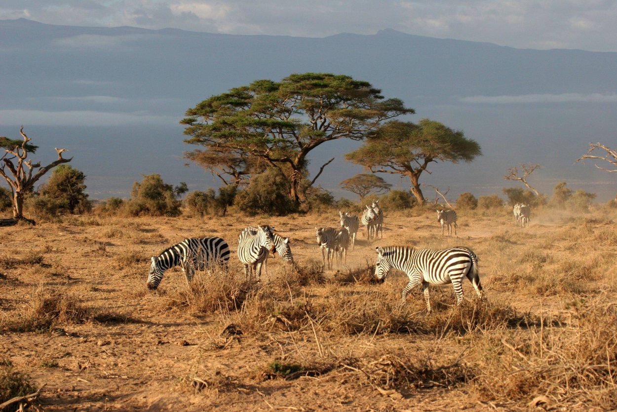 Саванна Восточной Африки Савана