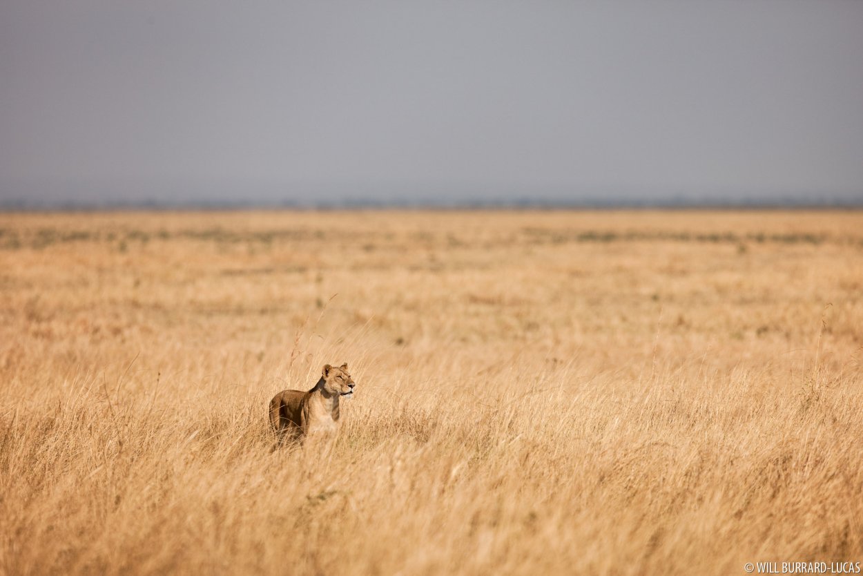 Дух саванны