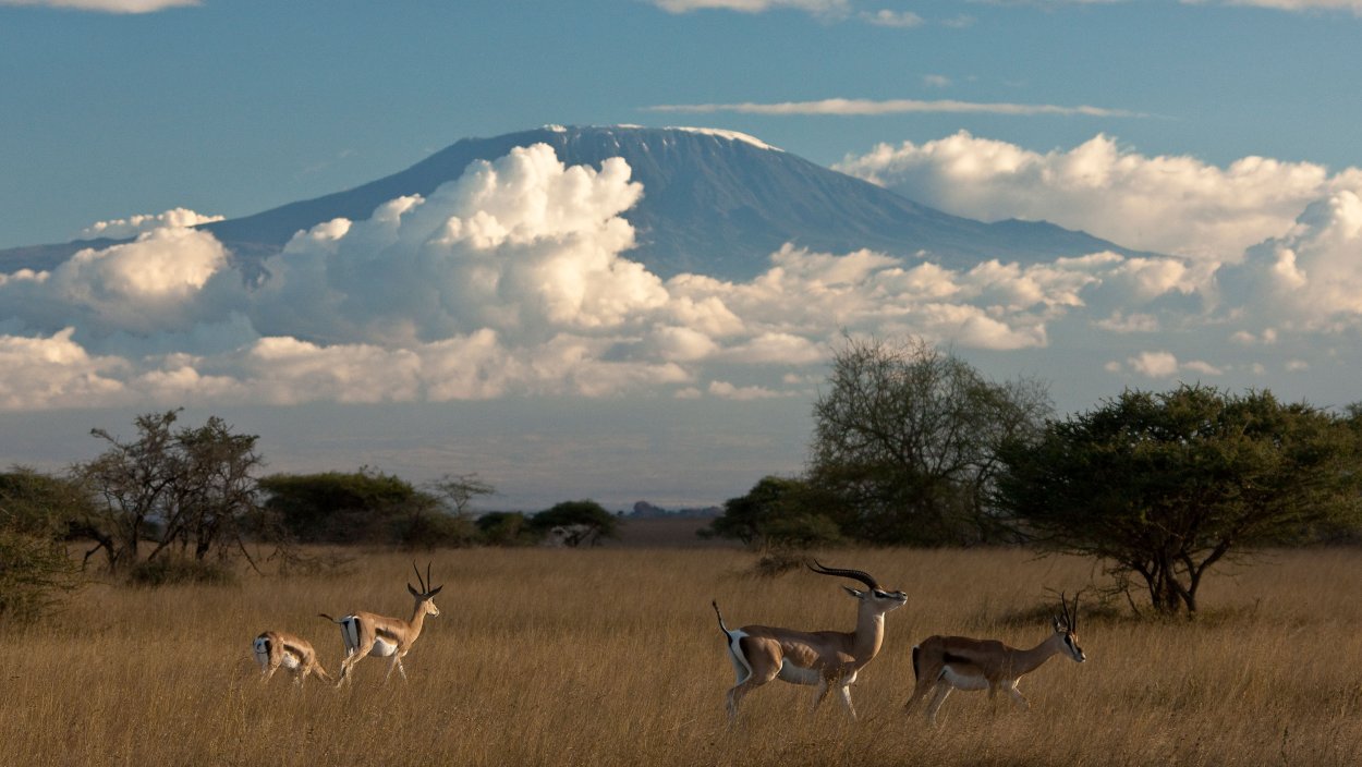 Саванна Африки Рувензори