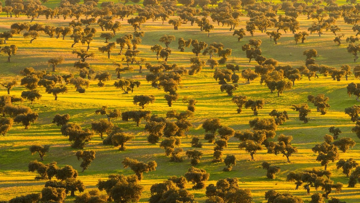 Бадахос Испания лес