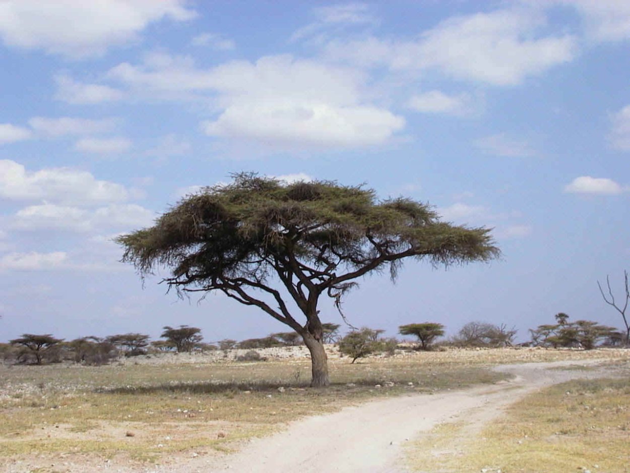 Зонтичная Акация в Африке