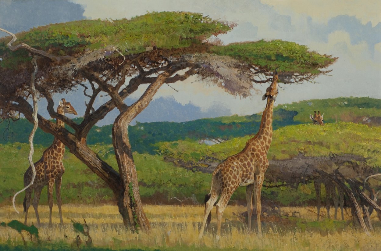 Картины африканской саванны