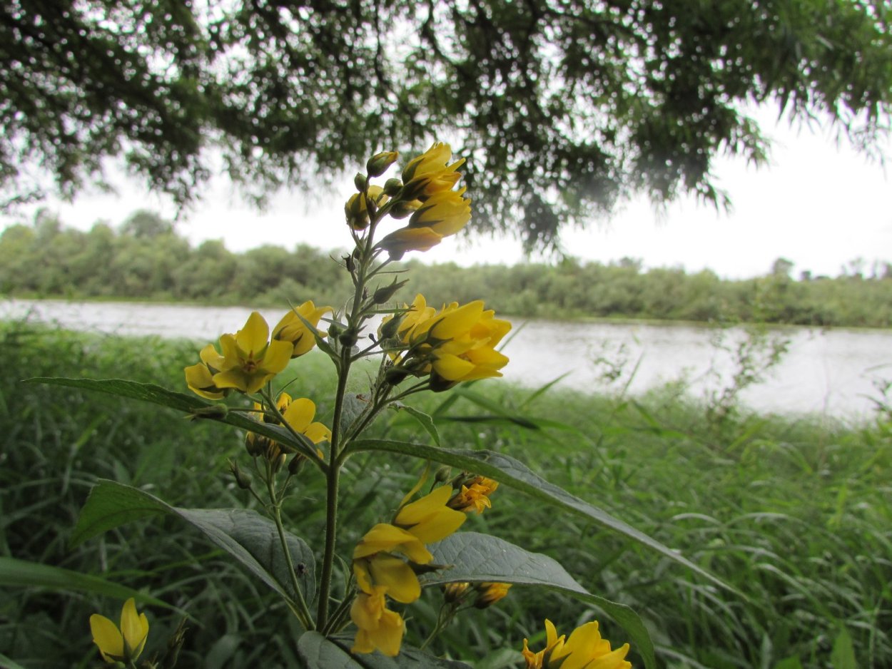 Вербейник на берегу реки