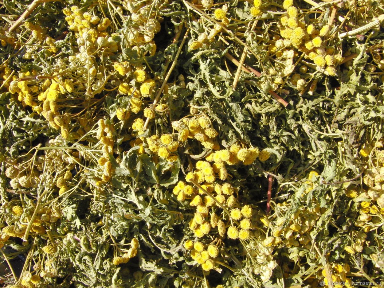 Желтоголовник растение