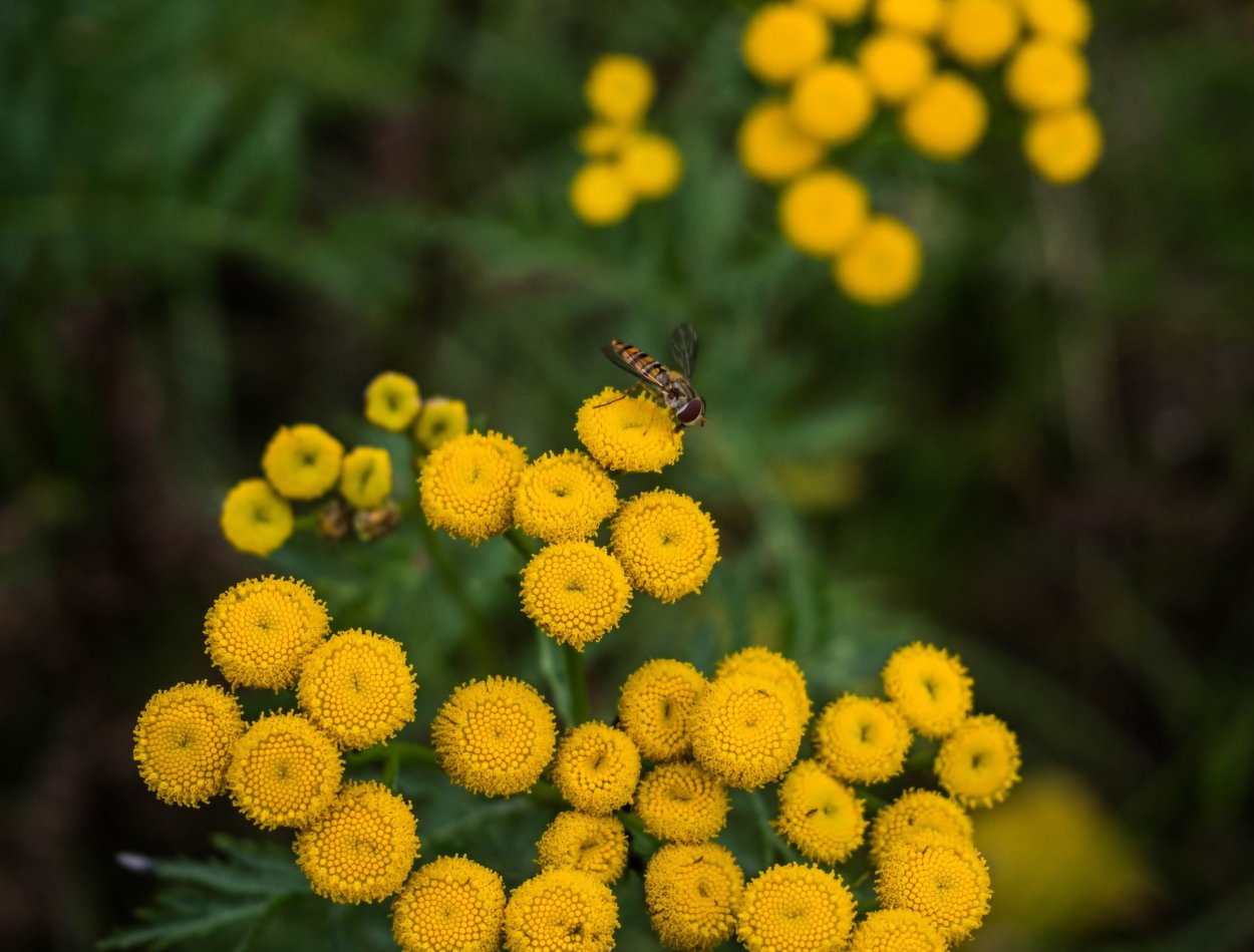 Желтые цветы пижма