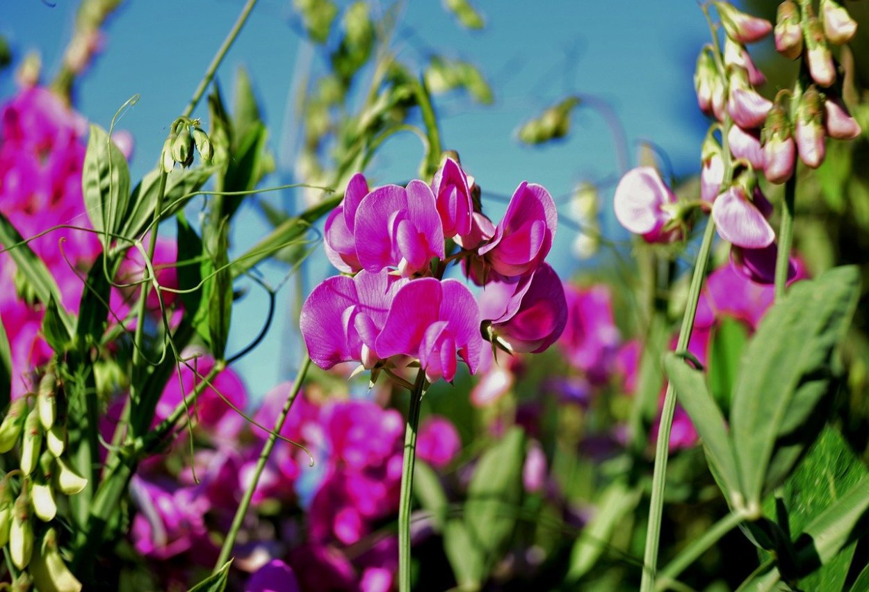 Чина (Lathyrus)