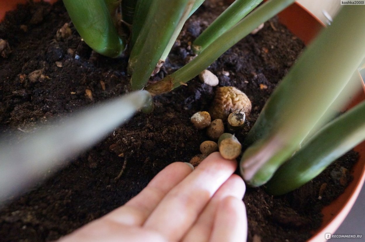 Новый Росток замиокулькаса