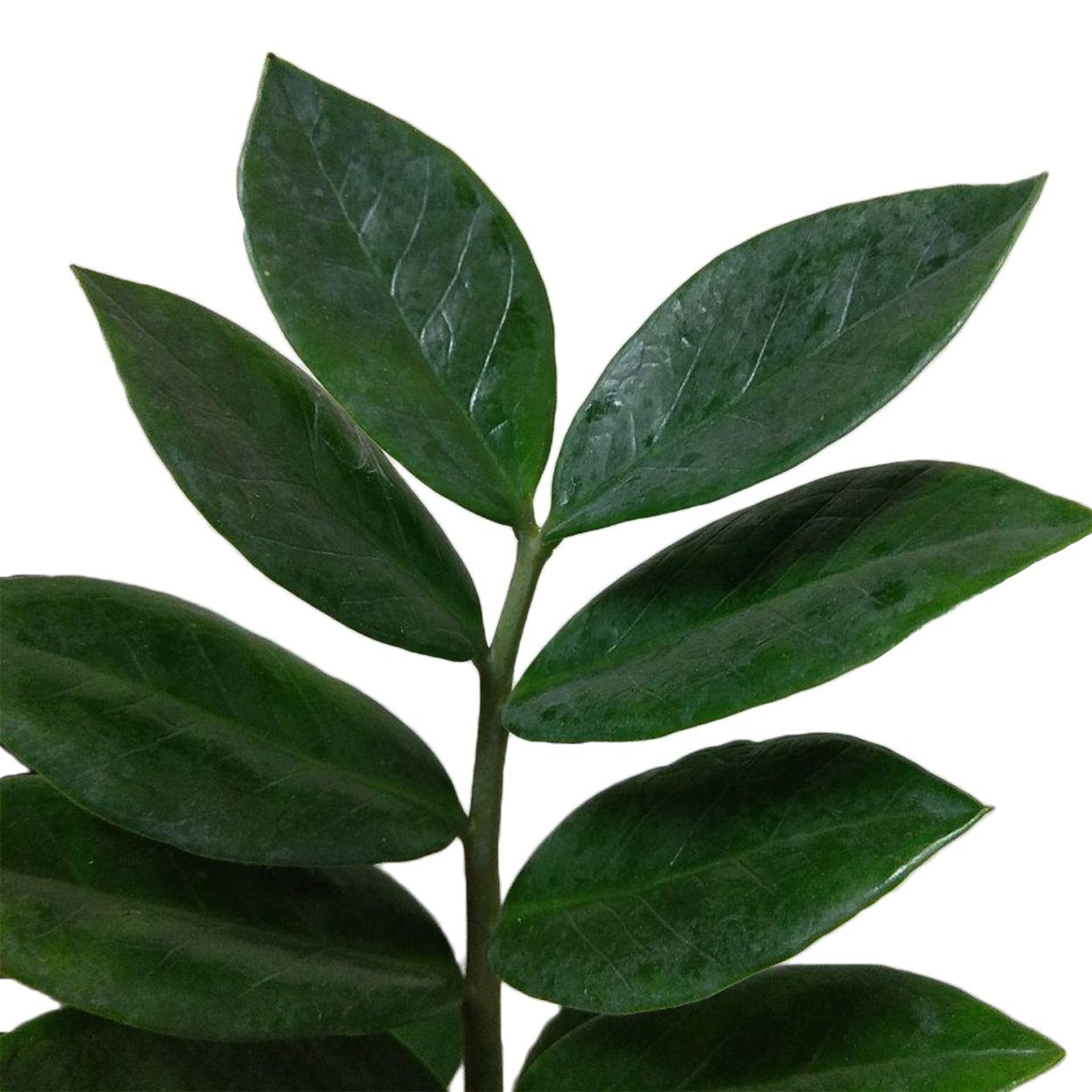 Замиокулькас Leaf