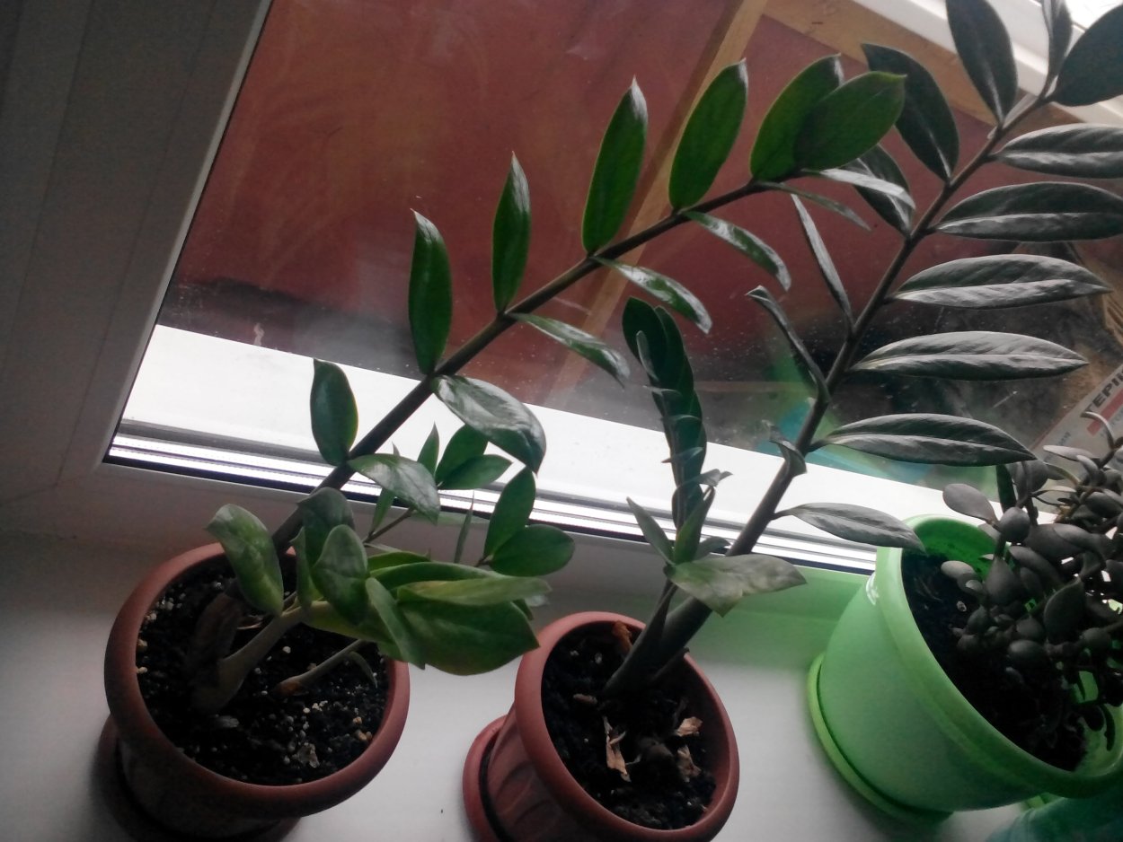 Денежное дерево замиокулькас