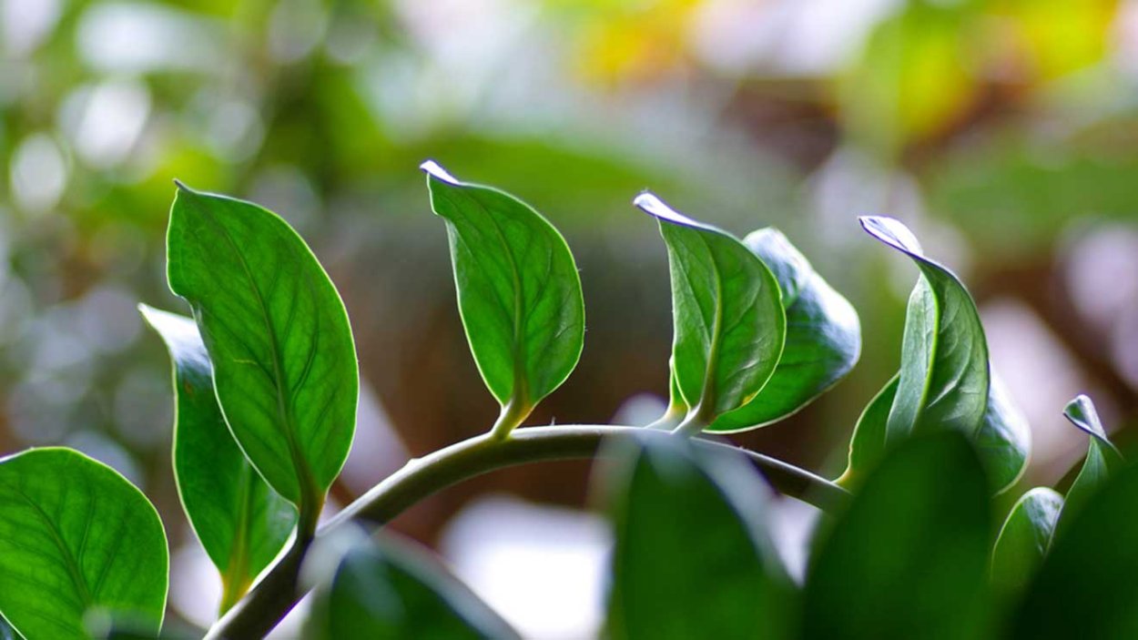 Цветок с блестящими зелеными листьями называется