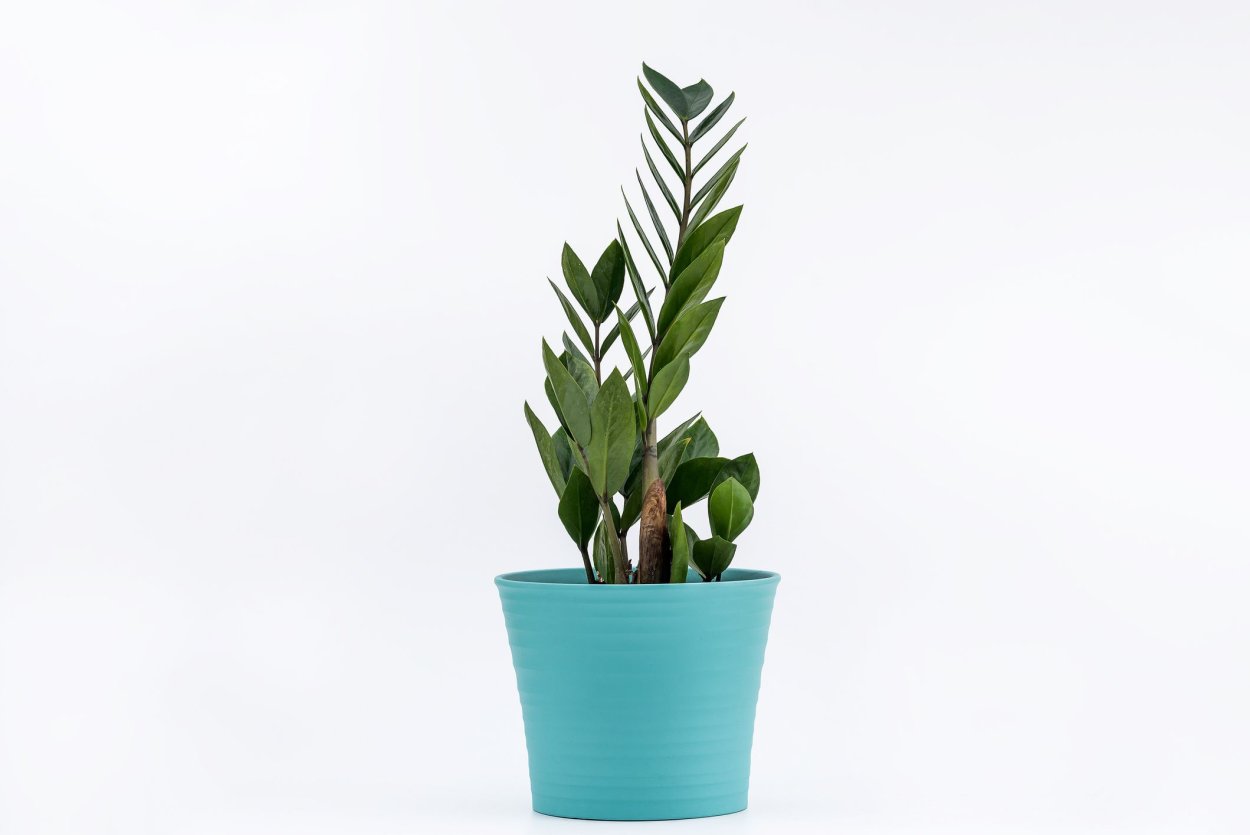 Замиокулькас Занзибар