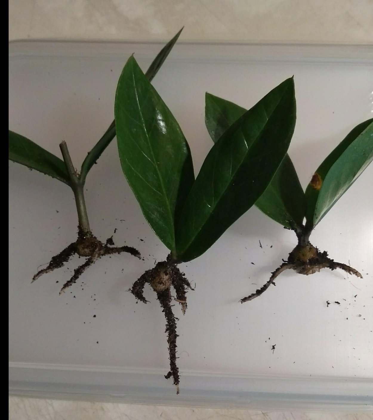 Черенок замиокулькаса