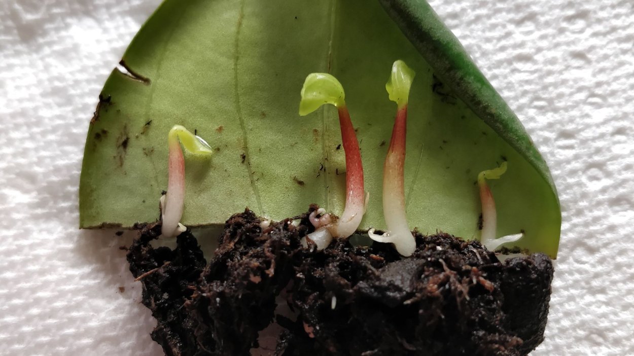 Пеперомия Россо корневая