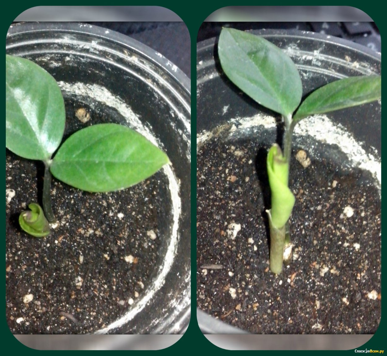 Замиокулькас Росток