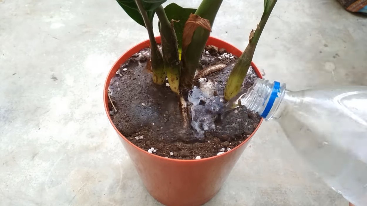 Фикус замиокулькас полив