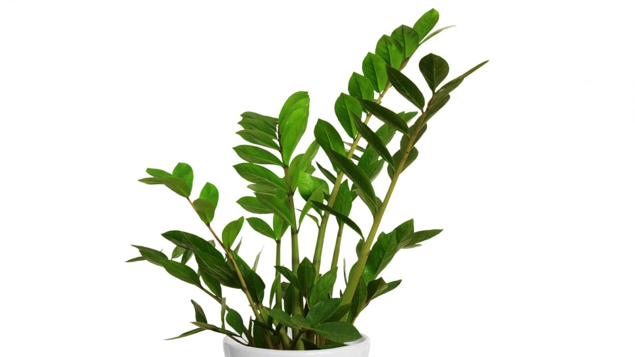 Замиокулькас фото на белом фоне