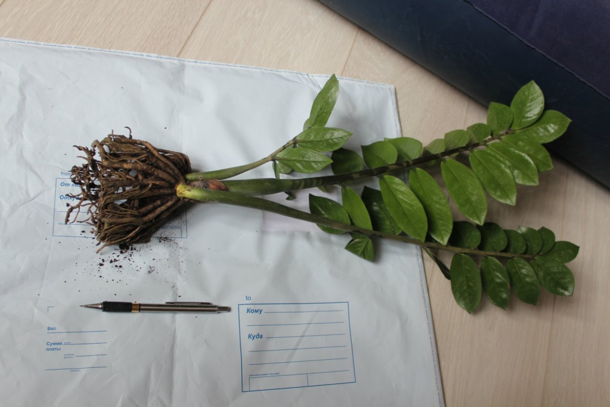 Суккулент замиокулькас размножение