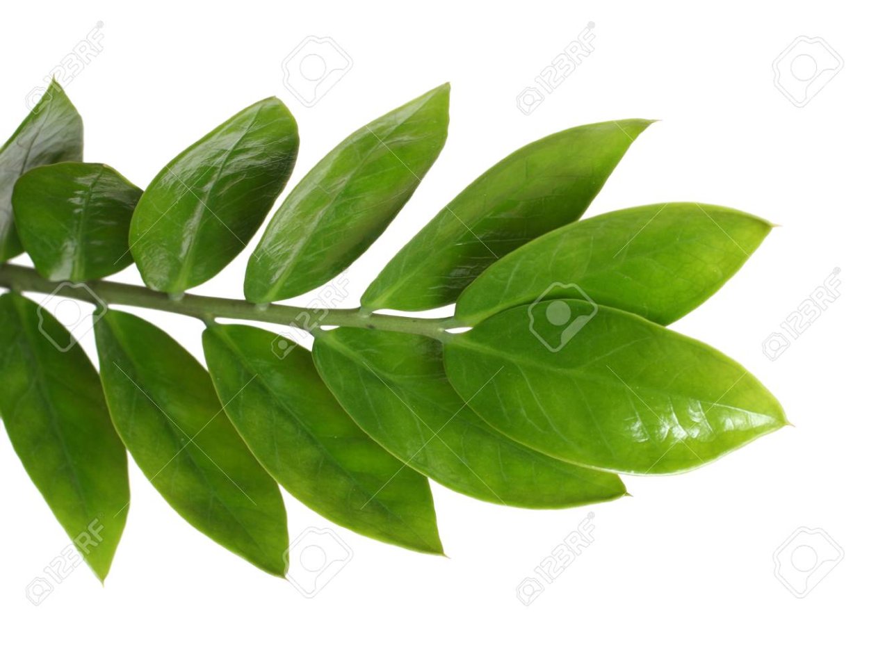 Zamioculcas Leaf isolated