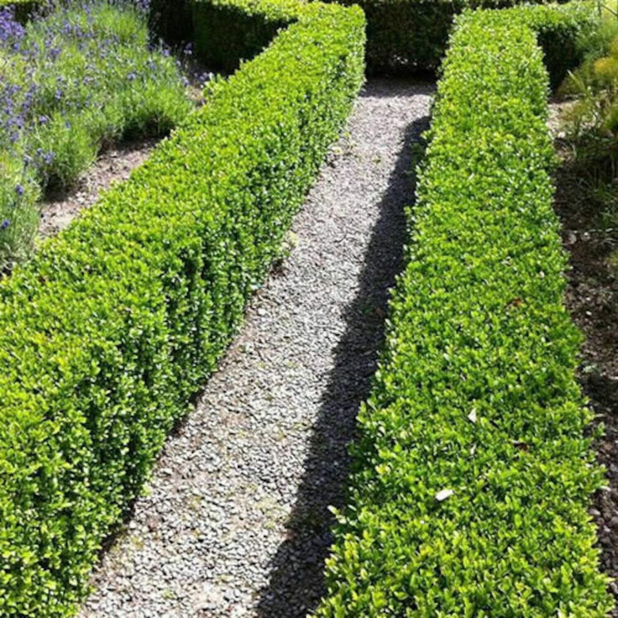Buxus sempervirens самшит