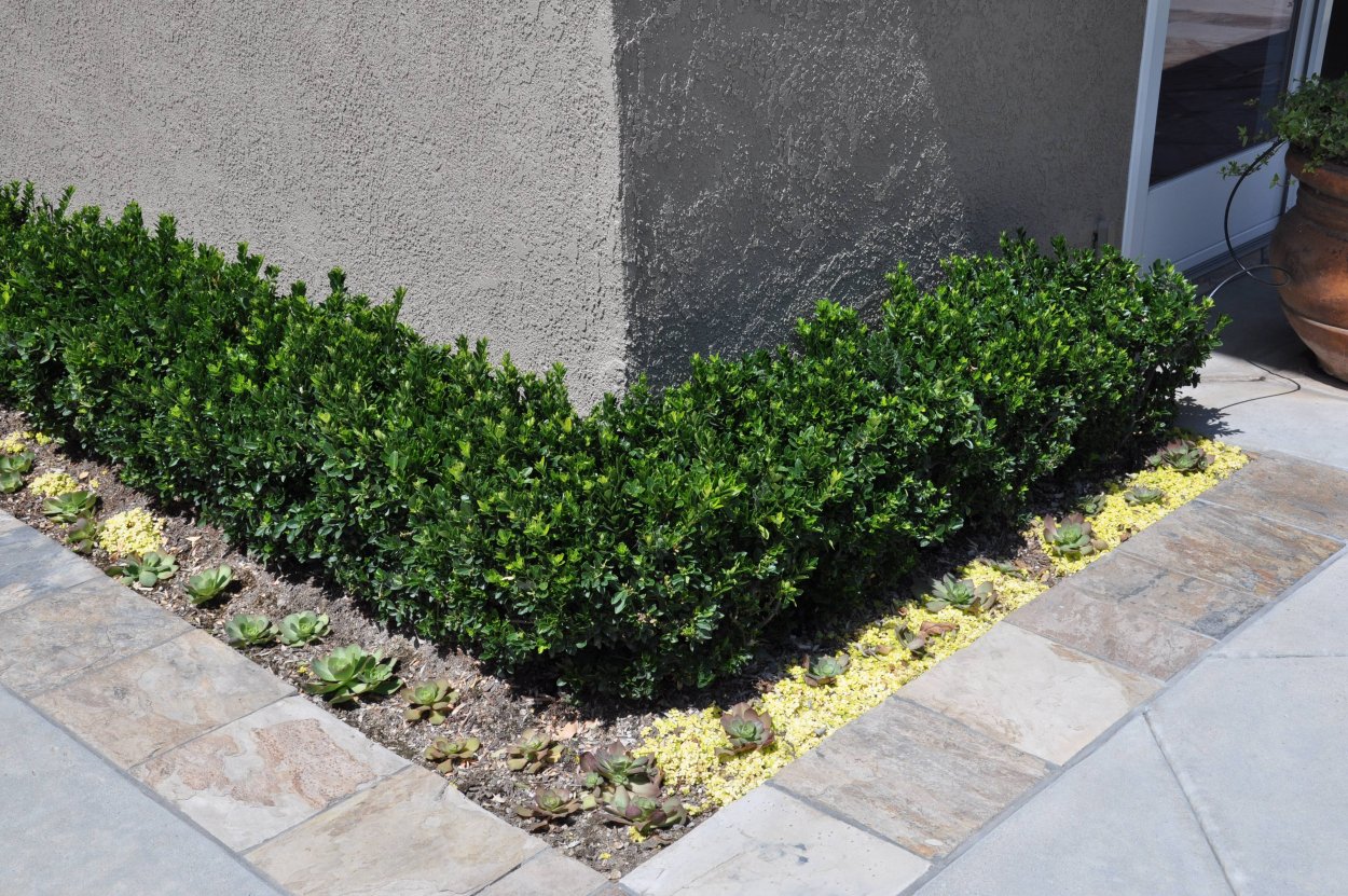 Бирючина самшитовидная