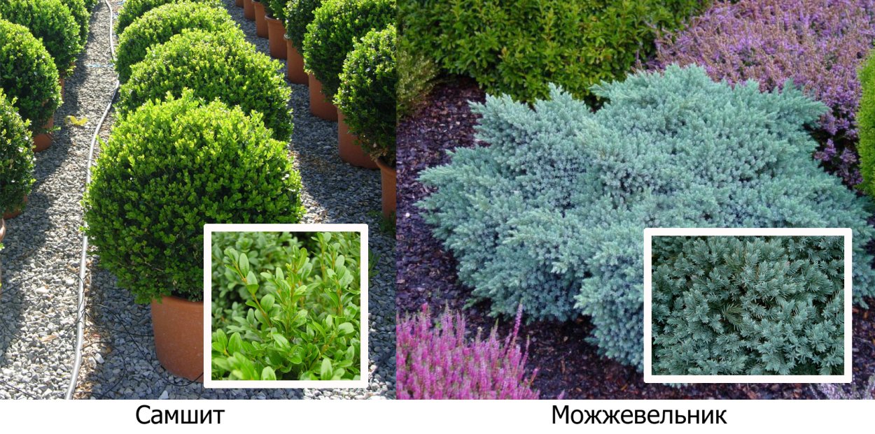 Самшит и можжевельник