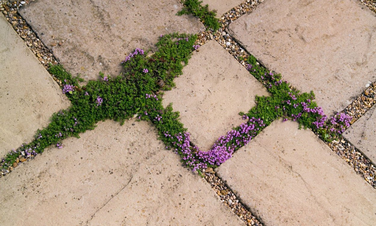 Почвопокровные растения мощение