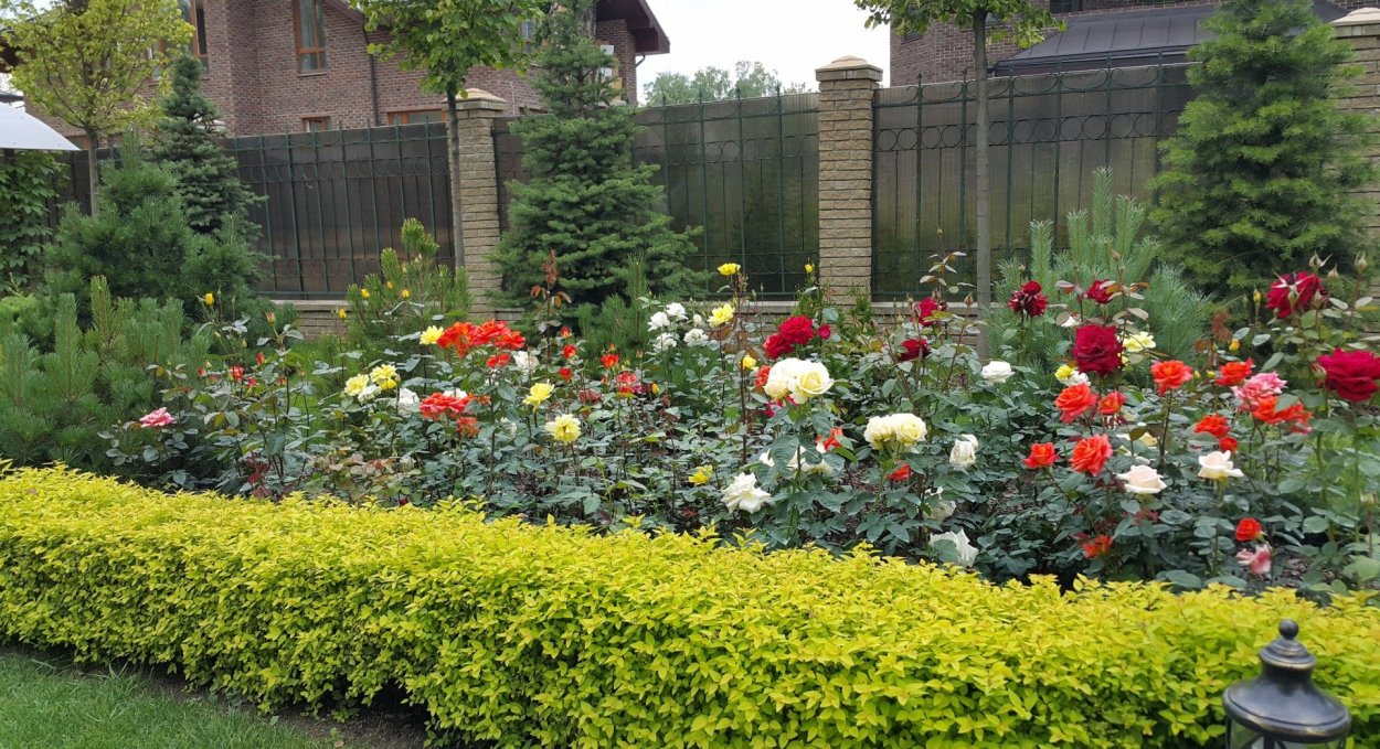 Георгины розарий