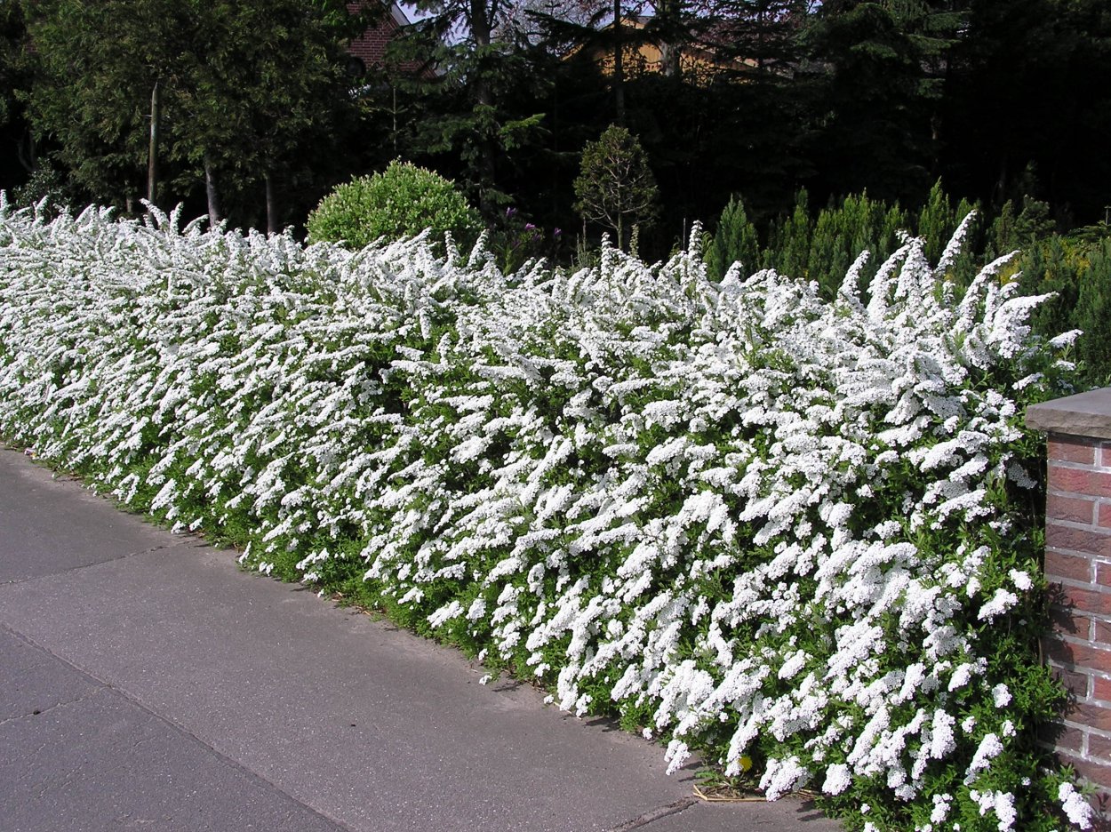Спирея Грефшейм Живая изгородь