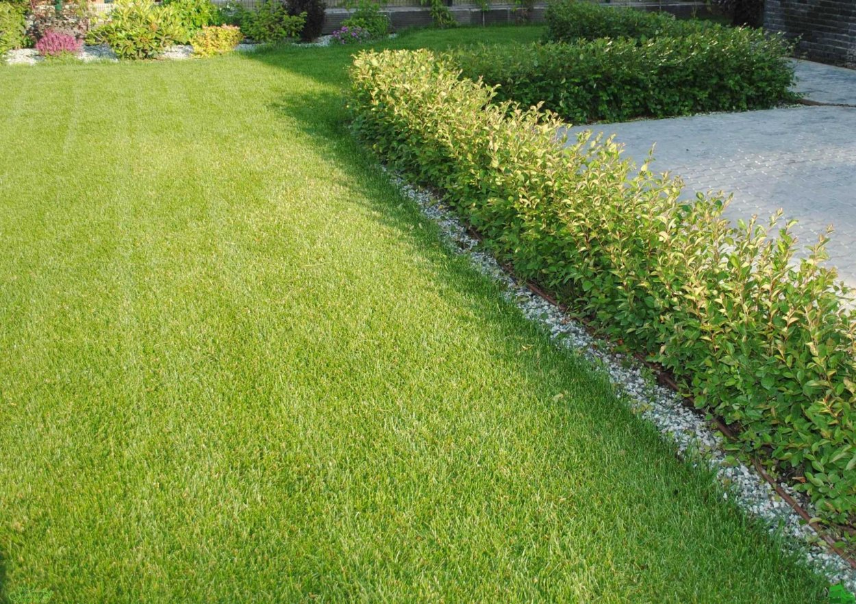 Кизильник блестящий бордюр