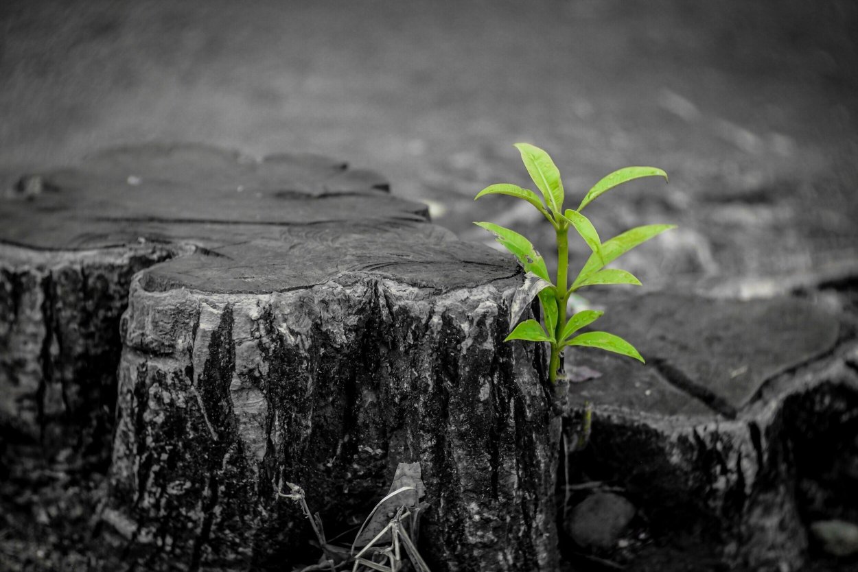 Росток на выжженной земле