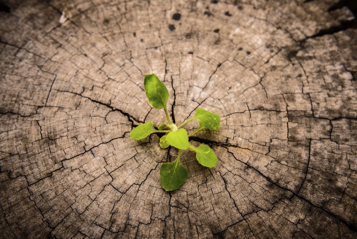 Росток из пня