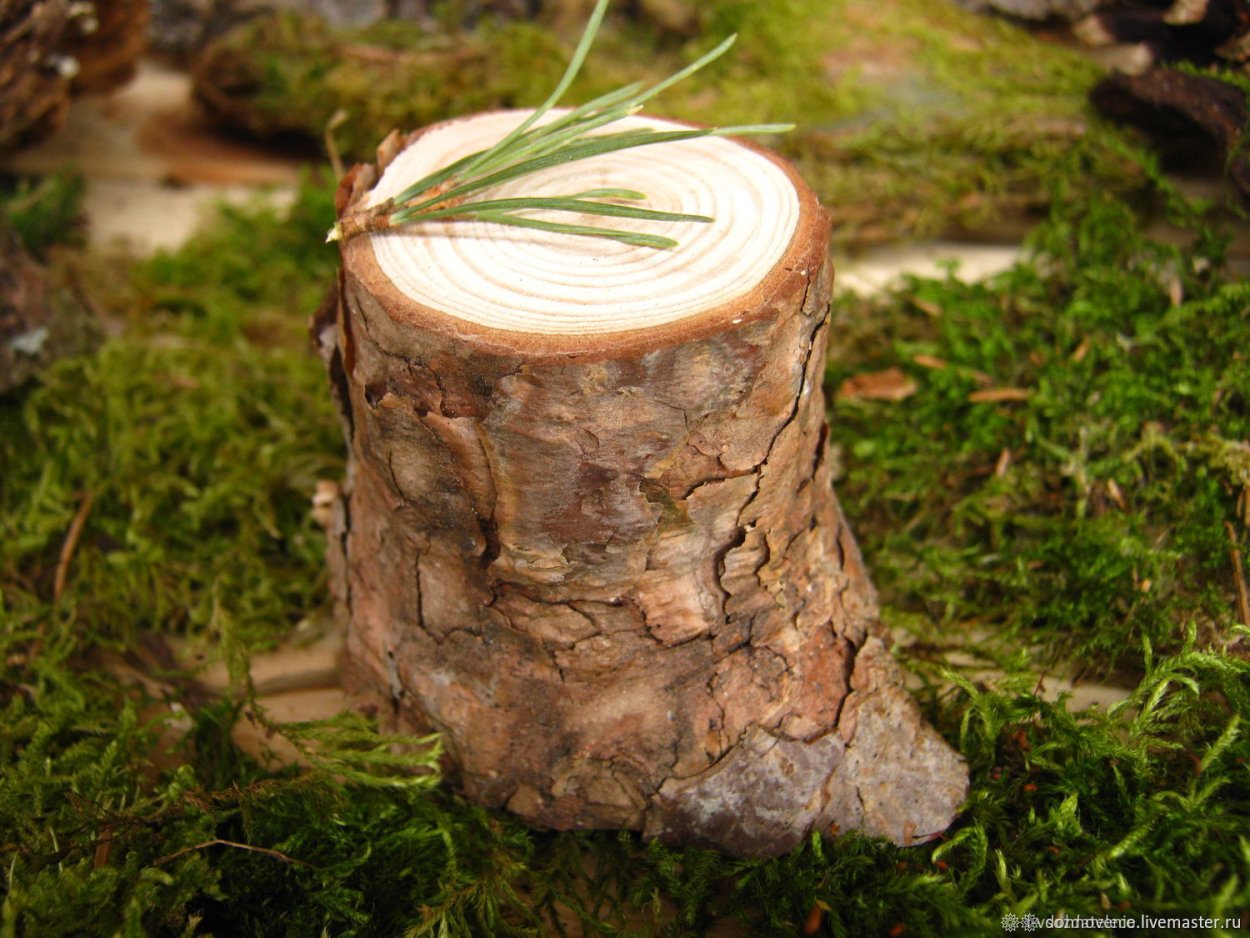 Спилы пеньки