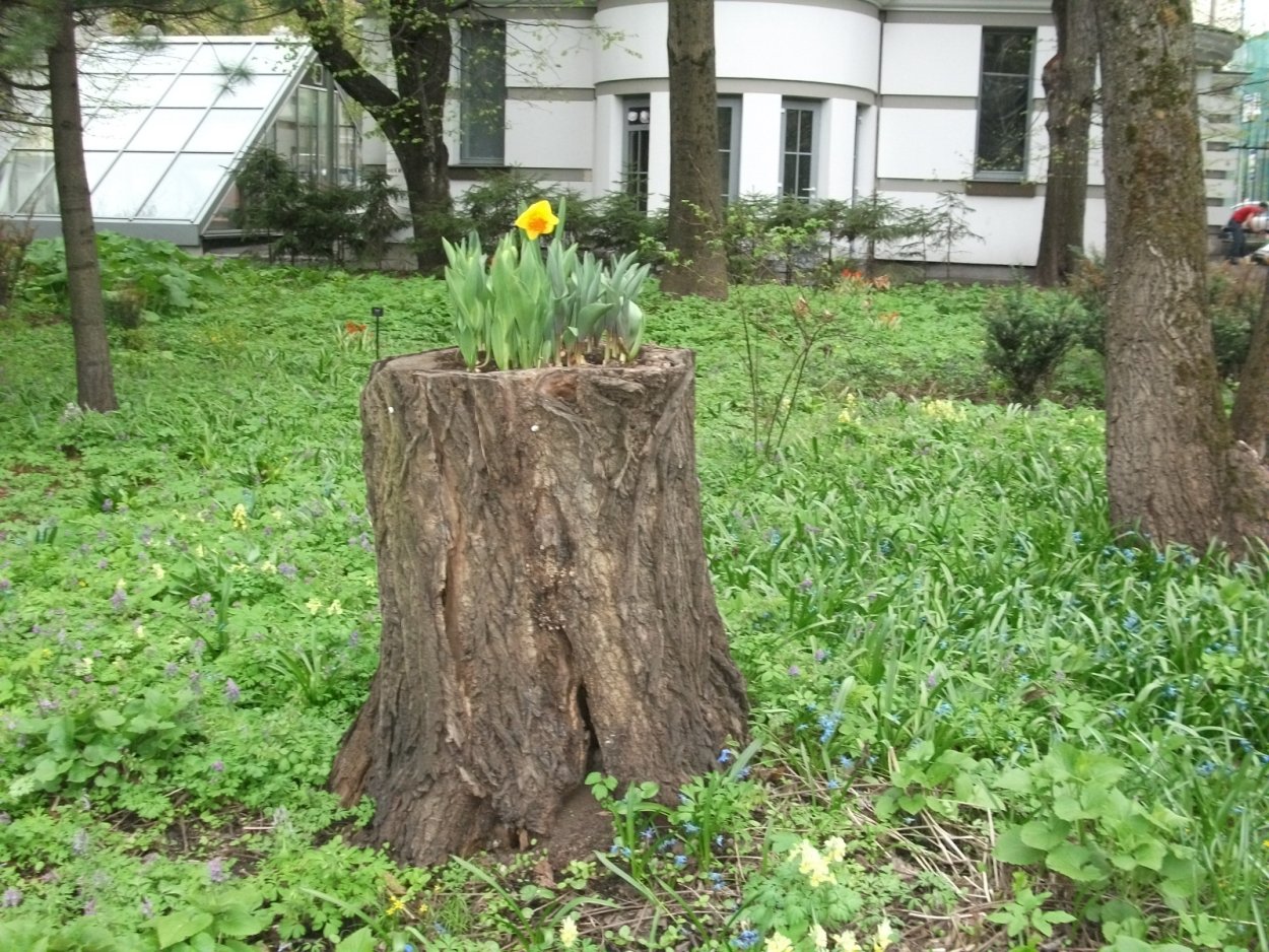 Весенний пень