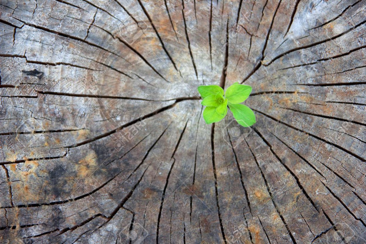 Росток из пня герб