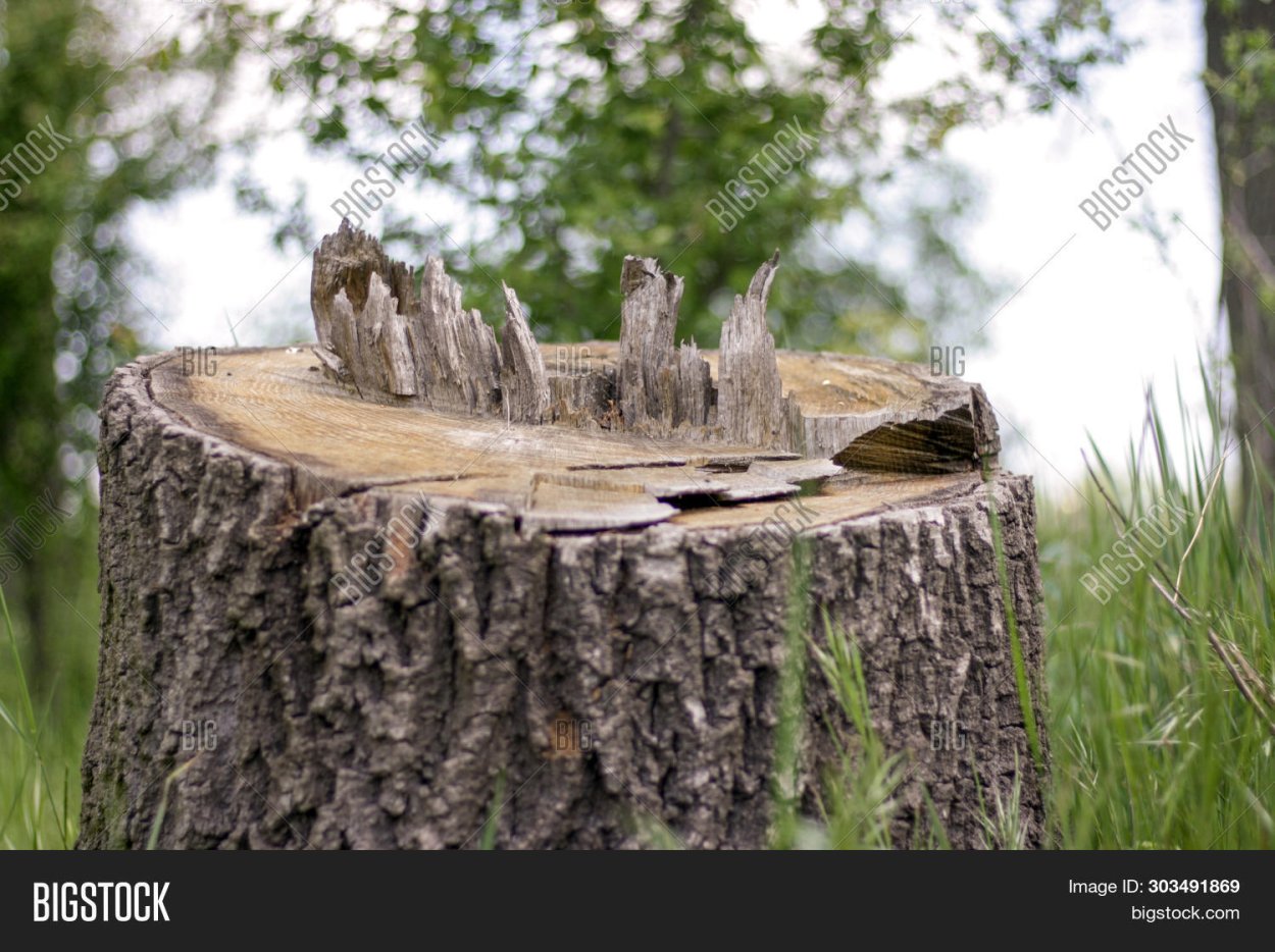 Сцена в парке с пеньками