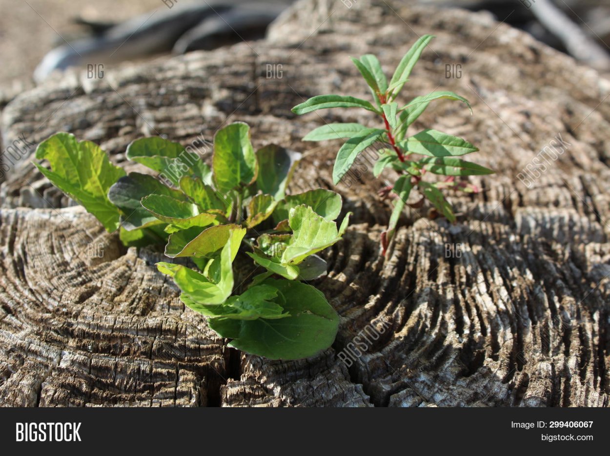 Пень с ростком