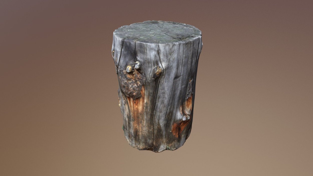 Пенек березы