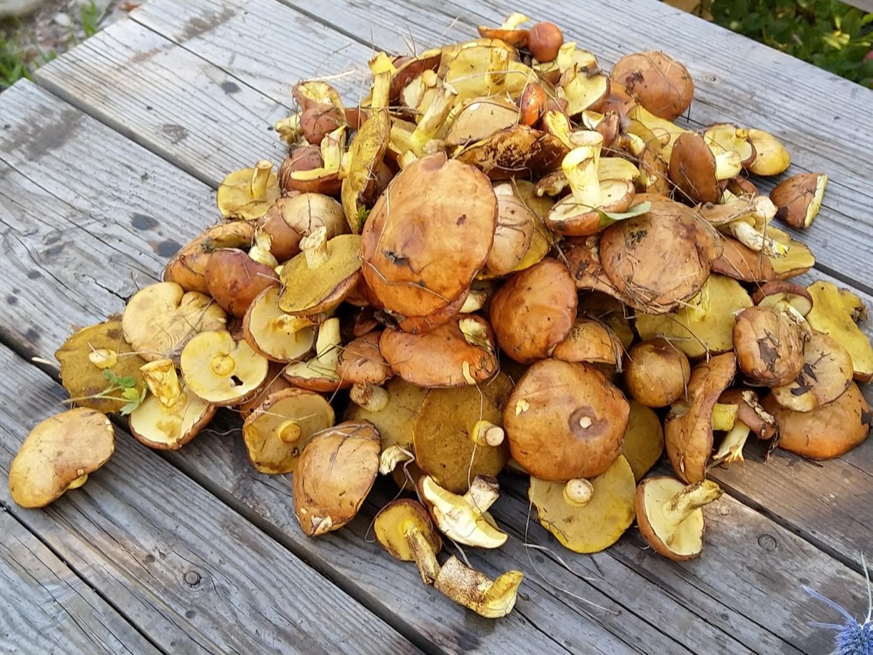 Червивые маслята