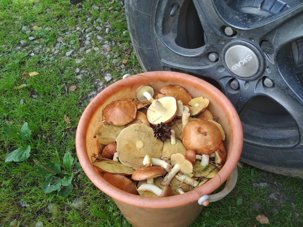 Гриб масленок переросший