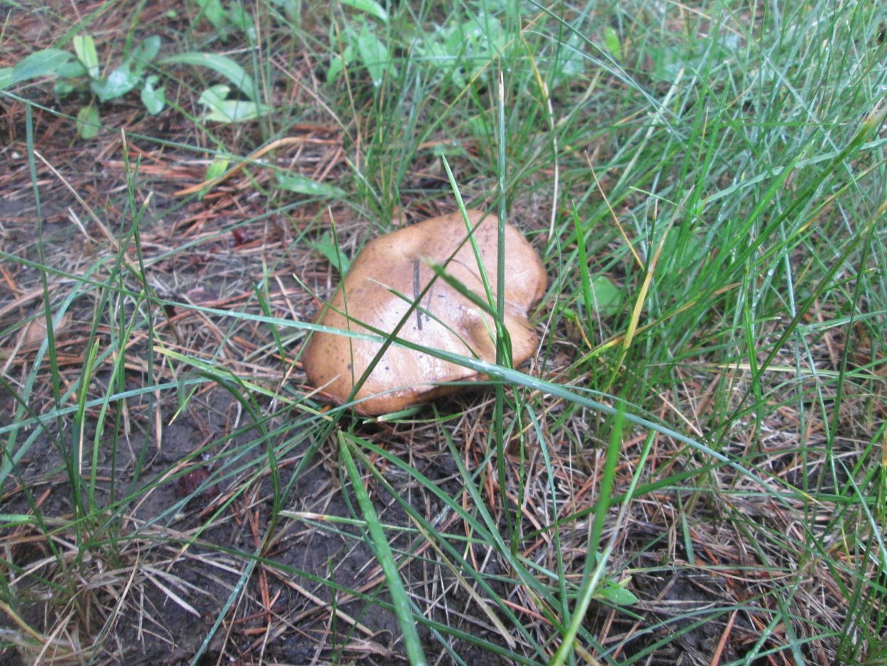 Маслята переросшие