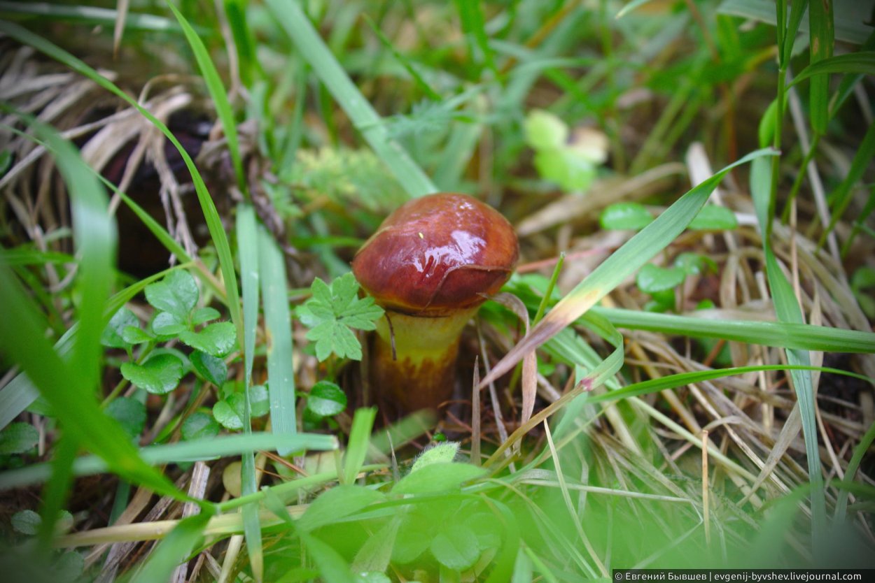 Маслята Поляна