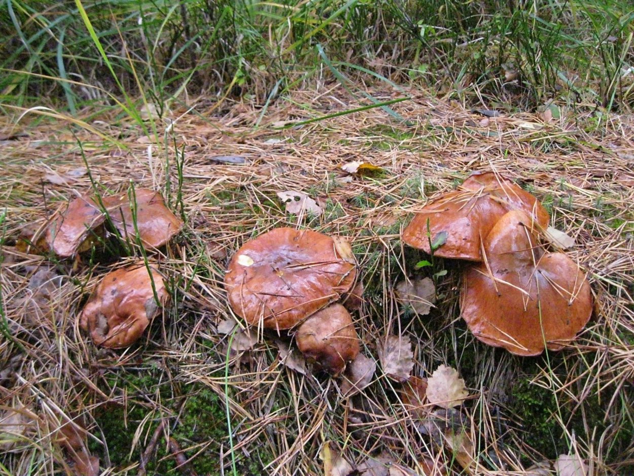 Рыжики и маслята