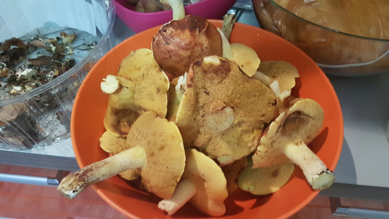 Гриб бабье ухо