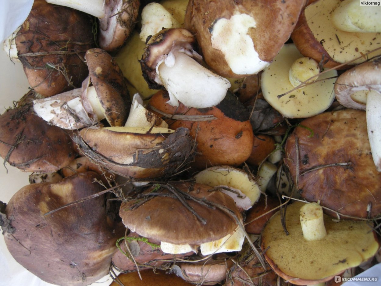 Съел маслят