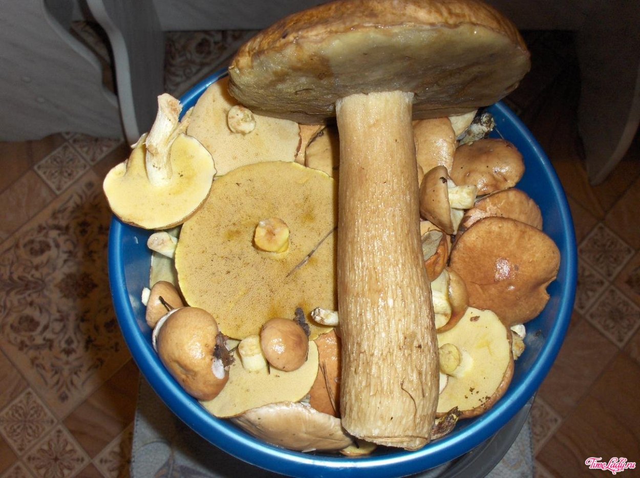 Масленок большой