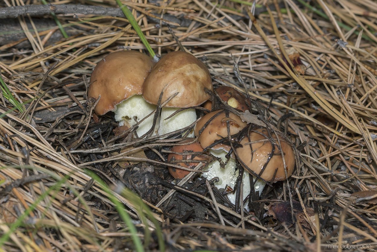 Белый масленок гриб