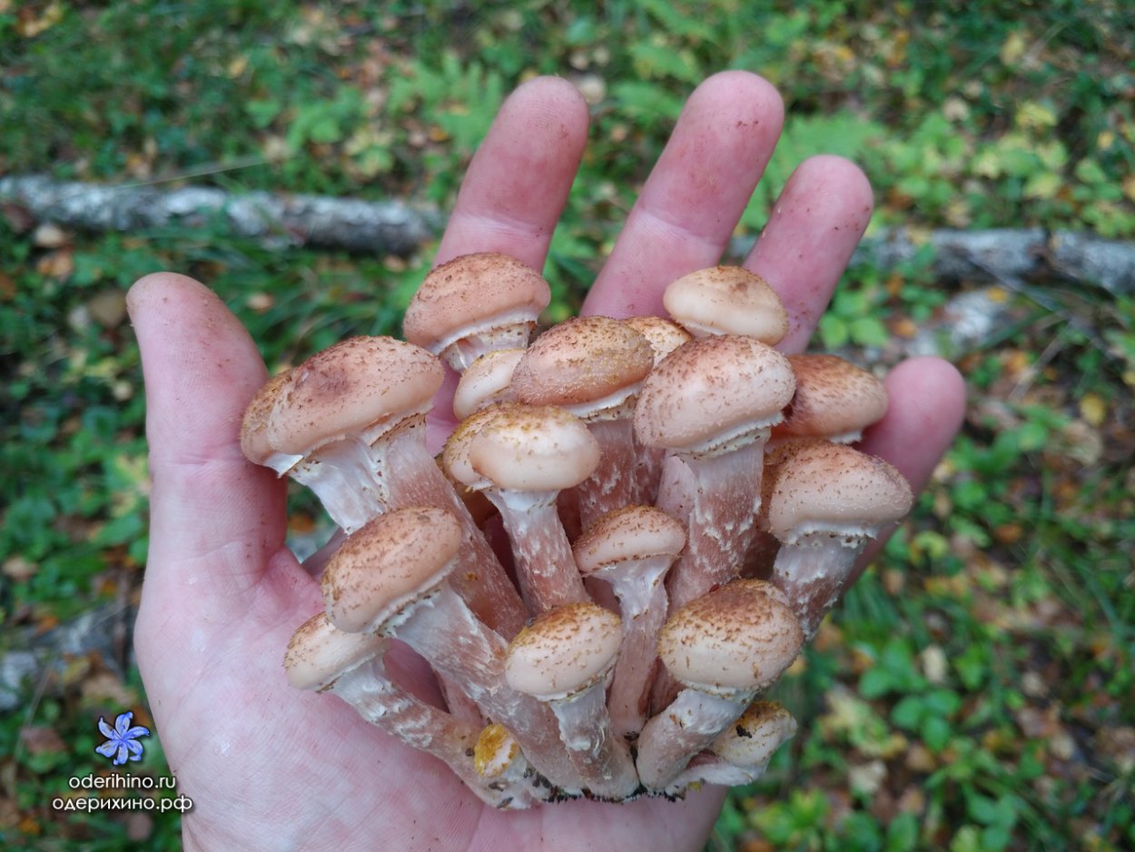 Молодые осенние опята