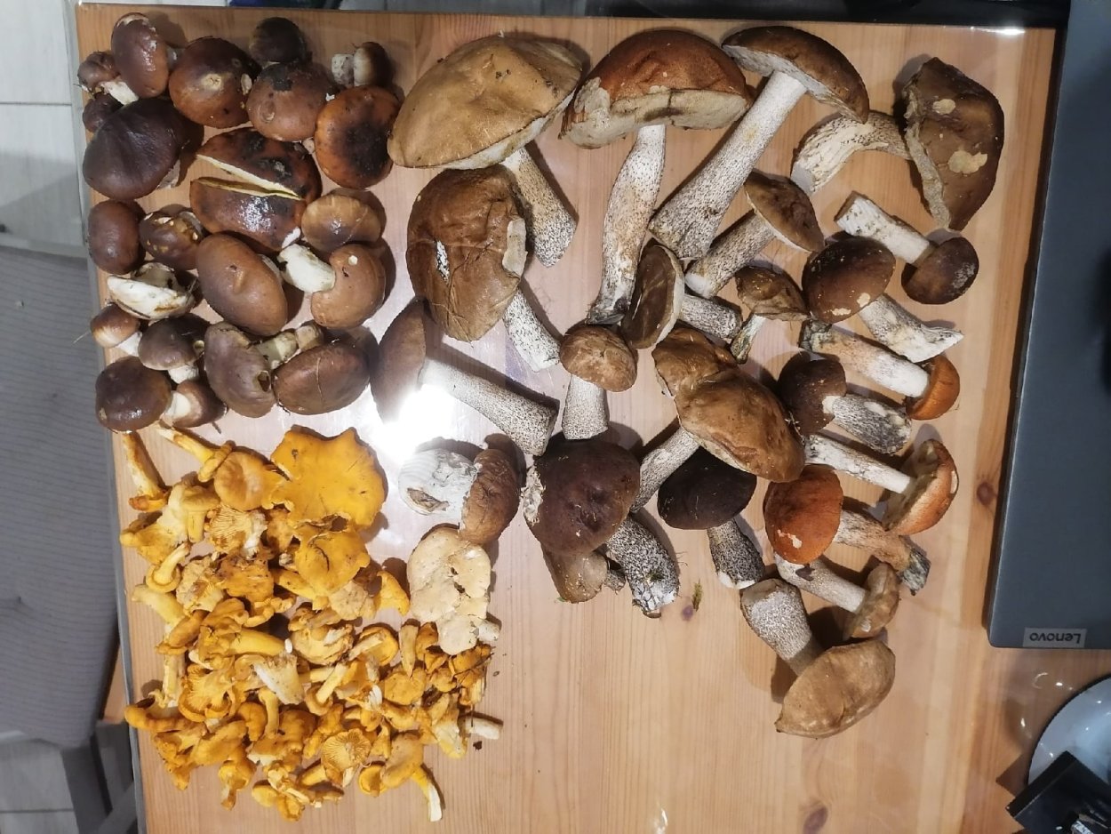 Редкие грибы