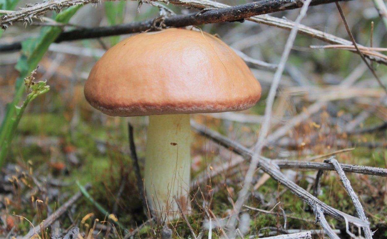 Маслёнок обыкновенный грибы