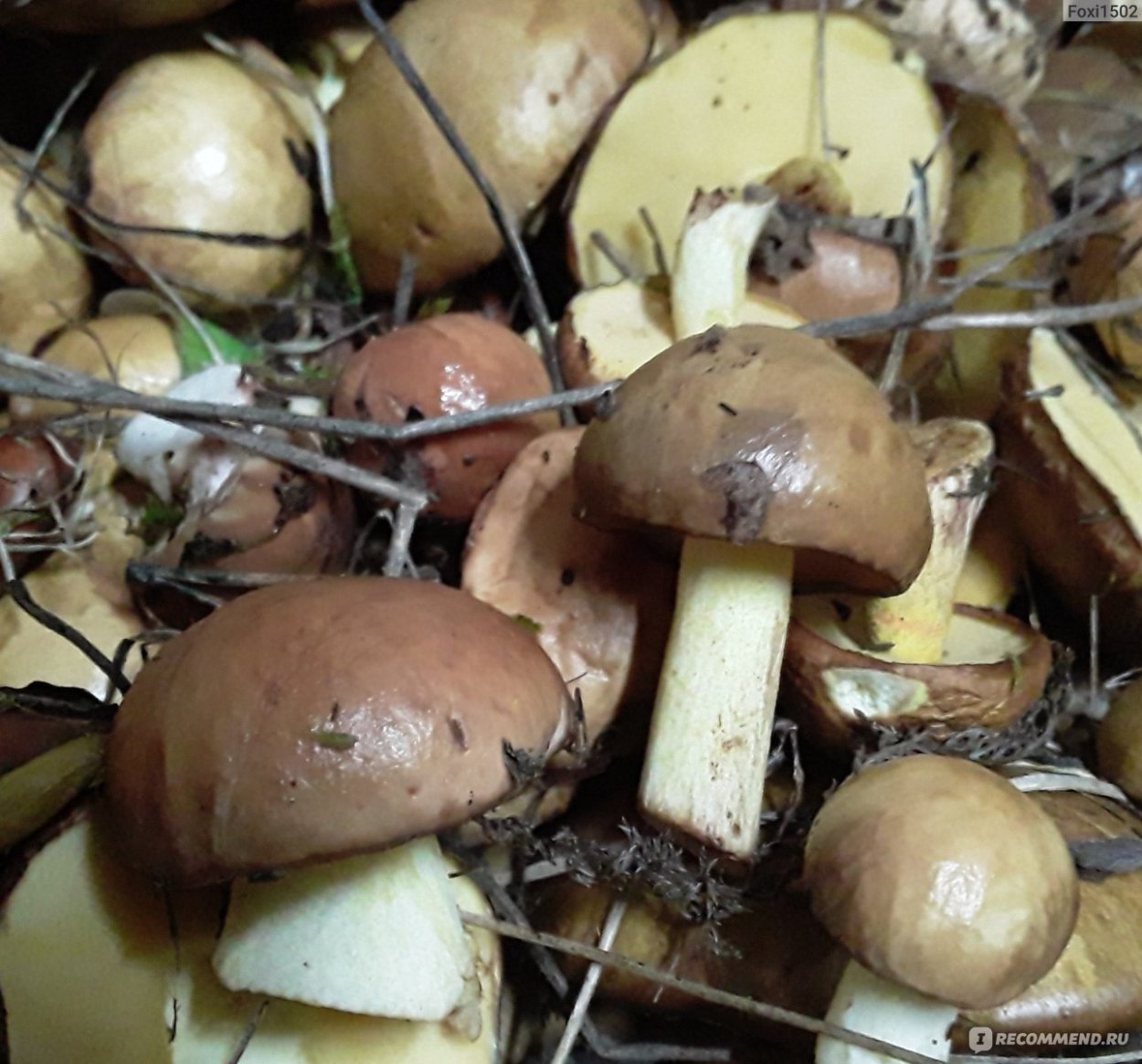 Маслята в Санкт-Петербурге